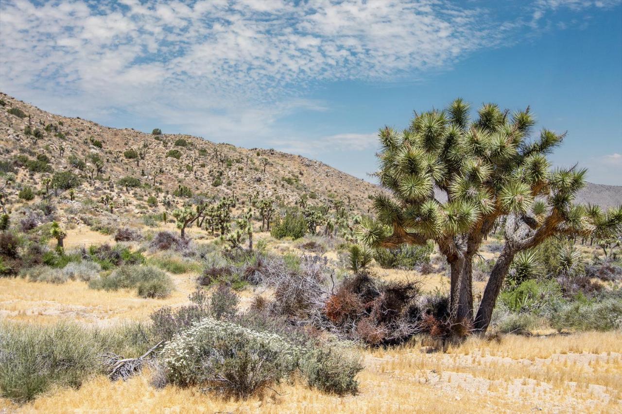 Peaceful Home With Nature Views & Trail Access Yucca Valley Exterior photo